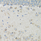 RTN4R Antibody - Immunohistochemistry of paraffin-embedded mouse brain tissue.