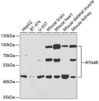 RTN4R Antibody - Western blot analysis of extracts of various cell lines using RTN4R Polyclonal Antibody at dilution of 1:1000.