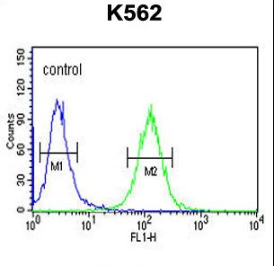 RTN4RL1 / NGRH2 Antibody - RTN4RL1 Antibody flow cytometry of K562 cells (right histogram) compared to a negative control cell (left histogram). FITC-conjugated goat-anti-rabbit secondary antibodies were used for the analysis.