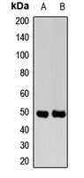RTN4RL1 / NGRH2 Antibody
