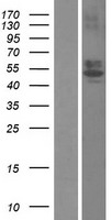 RTN4RL1 / NGRH2 Protein - Western validation with an anti-DDK antibody * L: Control HEK293 lysate R: Over-expression lysate