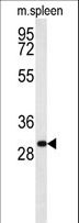 RTP1 Antibody - RTP1 Antibody western blot of mouse spleen tissue lysates (35 ug/lane). The RTP1 antibody detected the RTP1 protein (arrow).