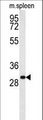 RTP1 Antibody - RTP1 Antibody western blot of mouse spleen tissue lysates (35 ug/lane). The RTP1 antibody detected the RTP1 protein (arrow).