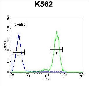 RTP4 / IFRG28 Antibody - RTP4 Antibody flow cytometry of K562 cells (right histogram) compared to a negative control rabbit IgG antibody.   FITC-conjugated goat-anti-rabbit secondary antibodies were used for the analysis.