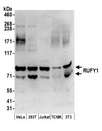 RUFY1 Antibody - Detection of human and mouse RUFY1 by western blot. Samples: Whole cell lysate (50 µg) from HeLa, HEK293T, Jurkat, mouse TCMK-1, and mouse NIH 3T3 cells prepared using NETN lysis buffer. Antibody: Affinity purified rabbit anti-RUFY1 antibody used for WB at 0.1 µg/ml. Detection: Chemiluminescence with an exposure time of 3 minutes.