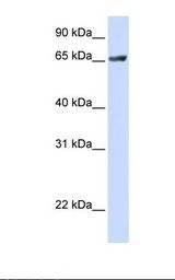 RUFY1 Antibody - Transfected 293T cell lysate. Antibody concentration: 1.0 ug/ml. Gel concentration: 12%.  This image was taken for the unconjugated form of this product. Other forms have not been tested.