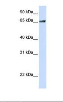 RUFY1 Antibody - Transfected 293T cell lysate. Antibody concentration: 1.0 ug/ml. Gel concentration: 12%.  This image was taken for the unconjugated form of this product. Other forms have not been tested.