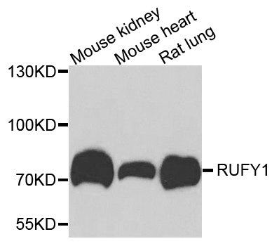 RUFY1 Antibody - Western blot analysis of extracts of various cells.