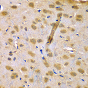 RUFY1 Antibody - Immunohistochemistry of paraffin-embedded rat brain tissue.