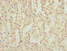 RUFY2 Antibody - Immunohistochemistry of paraffin-embedded human adrenal gland tissue at dilution 1:100