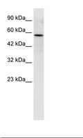 RUFY3 / RIPX Antibody - Jurkat Cell Lysate.  This image was taken for the unconjugated form of this product. Other forms have not been tested.