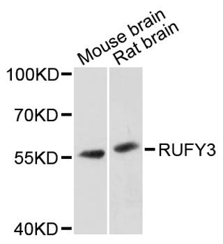 RUFY3 / RIPX Antibody - Western blot analysis of extracts of various cell lines, using RUFY3 antibody at 1:3000 dilution. The secondary antibody used was an HRP Goat Anti-Rabbit IgG (H+L) at 1:10000 dilution. Lysates were loaded 25ug per lane and 3% nonfat dry milk in TBST was used for blocking. An ECL Kit was used for detection and the exposure time was 90s.
