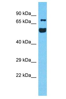 RUFY4 Antibody - RUFY4 antibody Western Blot of HeLa. Antibody dilution: 1 ug/ml.  This image was taken for the unconjugated form of this product. Other forms have not been tested.