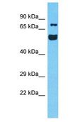 RUFY4 Antibody - RUFY4 antibody Western Blot of HeLa. Antibody dilution: 1 ug/ml.  This image was taken for the unconjugated form of this product. Other forms have not been tested.