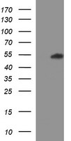 RUNDC3A Antibody - HEK293T cells were transfected with the pCMV6-ENTRY control (Left lane) or pCMV6-ENTRY RUNDC3A (Right lane) cDNA for 48 hrs and lysed. Equivalent amounts of cell lysates (5 ug per lane) were separated by SDS-PAGE and immunoblotted with anti-RUNDC3A.