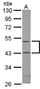 RUNDC3A Antibody - Sample (30 ug of whole cell lysate) A: IMR32 10% SDS PAGE RPIAP1 antibody diluted at 1:1000