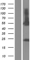 RUNDC3A Protein - Western validation with an anti-DDK antibody * L: Control HEK293 lysate R: Over-expression lysate