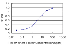 RUNX1T1 / ETO Antibody - Detection limit for recombinant GST tagged RUNX1T1 is approximately 0.3 ng/ml as a capture antibody.