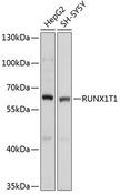 RUNX1T1 / ETO Antibody - Western blot analysis of extracts of various cell lines using RUNX1T1 Polyclonal Antibody at dilution of 1:1000.