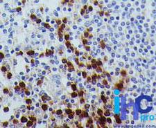 RUNX3 Antibody - Immunohistochemistry-Paraffin: RUNX3 Antibody (2B10E8) - Staining of normal human spleen tissue stained with Runx3 antibody (3 ug/ml), peroxidase-conjugate and DAB chromogen.  This image was taken for the unconjugated form of this product. Other forms have not been tested.