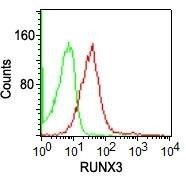 RUNX3 Antibody - Flow Cytometry: RUNX3 Antibody (2B10E8) - Intracellular flow analysis of human lymphocytes probed with Runx3 antibody (red) and isotype control (green) at 0.25 ug/10^6 cells.  This image was taken for the unconjugated form of this product. Other forms have not been tested.