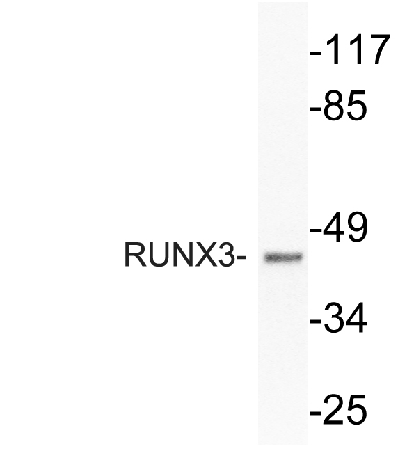 RUNX3 Antibody - Western blot analysis of lysate from HUVEC cells, using RUNX3 antibody.