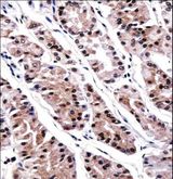 RUNX3 Antibody - RUNX3 Antibody immunohistochemistry of formalin-fixed and paraffin-embedded human stomach tissue followed by peroxidase-conjugated secondary antibody and DAB staining.