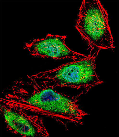 RUNX3 Antibody - Fluorescent confocal image of HeLa cell stained with RUNX3 Antibody. HeLa cells were fixed with 4% PFA (20 min), permeabilized with Triton X-100 (0.1%, 10 min), then incubated with RUNX3 primary antibody (1:25, 1 h at 37°C). For secondary antibody, Alexa Fluor 488 conjugated donkey anti-rabbit antibody (green) was used (1:400, 50 min at 37°C). Cytoplasmic actin was counterstained with Alexa Fluor 555 (red) conjugated Phalloidin (7units/ml, 1 h at 37°C). Nuclei were counterstained with DAPI (blue) (10 ug/ml, 10 min). RUNX3 immunoreactivity is localized to Nucleus and Cytoplasm significantly.