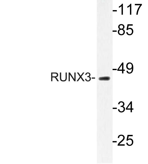 RUNX3 Antibody - Western blot of RUNX3 (R182) pAb in extracts from HUVEC cells.