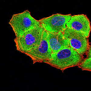 RUNX3 Antibody - Immunofluorescence analysis of Hela cells using RUNX3 mouse mAb (green). Blue: DRAQ5 fluorescent DNA dye. Red: Actin filaments have been labeled with Alexa Fluor- 555 phalloidin. Secondary antibody from Fisher