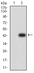 RUNX3 Antibody - Western blot analysis using RUNX3 mAb against HEK293 (1) and RUNX3 (AA: 294-429)-hIgGFc transfected HEK293 (2) cell lysate.