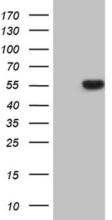 RUNX3 Antibody - HEK293T cells were transfected with the pCMV6-ENTRY control. (Left lane) or pCMV6-ENTRY RUNX3. (Right lane) cDNA for 48 hrs and lysed. Equivalent amounts of cell lysates. (5 ug per lane) were separated by SDS-PAGE and immunoblotted with anti-RUNX3. (1:2000)
