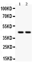 RUNX3 Antibody - Western blot - Anti-RUNX3/Cbfa3 Picoband Antibody
