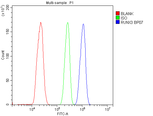 RUNX3 Antibody - Flow Cytometry analysis of THP-1 cells using anti-RUNX3 antibody. Overlay histogram showing THP-1 cells stained with anti-RUNX3 antibody (Blue line). The cells were blocked with 10% normal goat serum. And then incubated with rabbit anti-RUNX3 Antibody (1µg/10E6 cells) for 30 min at 20°C. DyLight®488 conjugated goat anti-rabbit IgG (5-10µg/10E6 cells) was used as secondary antibody for 30 minutes at 20°C. Isotype control antibody (Green line) was rabbit IgG (1µg/10E6 cells) used under the same conditions. Unlabelled sample (Red line) was also used as a control.