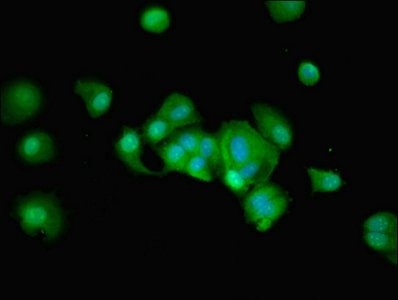 RUSC1 Antibody - Immunofluorescent analysis of MCF-7 cells using RUSC1 Antibody at dilution of 1:100 and Alexa Fluor 488-congugated AffiniPure Goat Anti-Rabbit IgG(H+L)