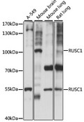 RUSC1 Antibody - Western blot analysis of extracts of various cell lines, using RUSC1 antibody at 1:1000 dilution. The secondary antibody used was an HRP Goat Anti-Rabbit IgG (H+L) at 1:10000 dilution. Lysates were loaded 25ug per lane and 3% nonfat dry milk in TBST was used for blocking. An ECL Kit was used for detection and the exposure time was 10s.