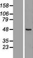 RUSC1 Protein - Western validation with an anti-DDK antibody * L: Control HEK293 lysate R: Over-expression lysate