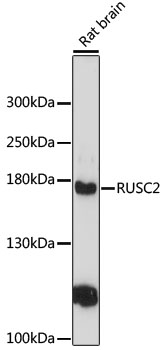RUSC2 Antibody - Western blot analysis of extracts of rat brain, using RUSC2 antibody at 1:3000 dilution. The secondary antibody used was an HRP Goat Anti-Rabbit IgG (H+L) at 1:10000 dilution. Lysates were loaded 25ug per lane and 3% nonfat dry milk in TBST was used for blocking. An ECL Kit was used for detection and the exposure time was 90s.
