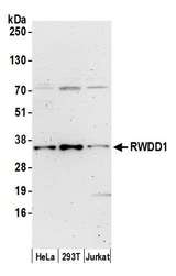 RWDD1 Antibody - Detection of human RWDD1 by western blot. Samples: Whole cell lysate (15 µg) from HeLa, HEK293T, and Jurkat cells prepared using NETN lysis buffer. Antibody: Affinity purified rabbit anti-RWDD1 antibody used for WB at 1:1000. Detection: Chemiluminescence with an exposure time of 3 minutes.