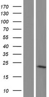 RWDD1 Protein - Western validation with an anti-DDK antibody * L: Control HEK293 lysate R: Over-expression lysate