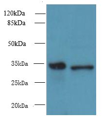 RWDD2A Antibody - Western blot. All lanes: RWDD2A antibody at 0.2 ug/ml. Lane 1: Mouse thymus tissue. Lane 2: A549 whole cell lysate. Secondary Goat polyclonal to Rabbit IgG at 1:10000 dilution. Predicted band size: 34 kDa. Observed band size: 34 kDa.