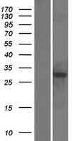 RWDD3 Protein - Western validation with an anti-DDK antibody * L: Control HEK293 lysate R: Over-expression lysate