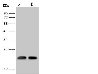 RWDD4A / RWDD4 Antibody - Anti-RWDD4 rabbit polyclonal antibody at 1:500 dilution. Lane A: SH-SY5Y Whole Cell Lysate. Lane B: U-251 MG Whole Cell Lysate. Lysates/proteins at 30 ug per lane. Secondary: Goat Anti-Rabbit IgG (H+L)/HRP at 1/10000 dilution. Developed using the ECL technique. Performed under reducing conditions. Predicted band size: 21 kDa. Observed band size: 21 kDa.