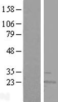 RWDD4A / RWDD4 Protein - Western validation with an anti-DDK antibody * L: Control HEK293 lysate R: Over-expression lysate