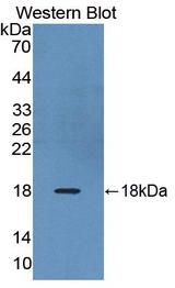 RXFP1/ LGR7 Antibody - Western Blot; Sample: Recombinant protein.
