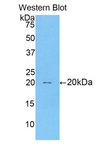 RXFP1/ LGR7 Antibody - Western blot of recombinant RXFP1/ LGR7.  This image was taken for the unconjugated form of this product. Other forms have not been tested.