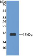 RXFP1/ LGR7 Antibody - Western Blot; Sample: Recombinant RXFP1, Human.