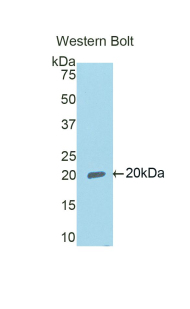 RXFP1/ LGR7 Antibody - Western blot of recombinant RXFP1/ LGR7.  This image was taken for the unconjugated form of this product. Other forms have not been tested.