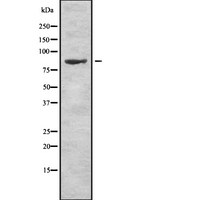 RXFP1/ LGR7 Antibody - Western blot analysis of RXFP1 using K562 whole cells lysates