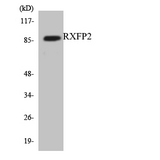RXFP2 / LGR8 Antibody - Western blot analysis of the lysates from HUVECcells using RXFP2 antibody.